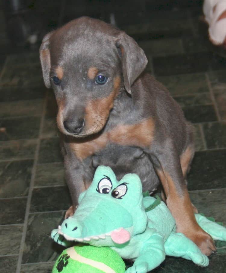 Blue Female Doberman Puppy