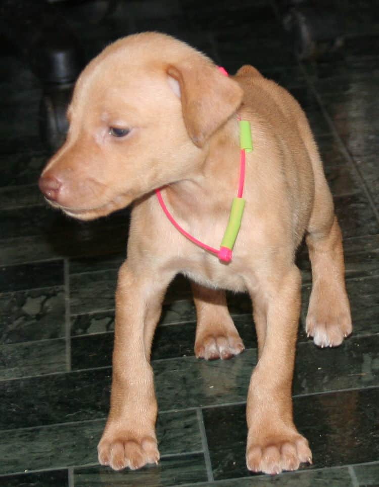 Fawn Female Puppy