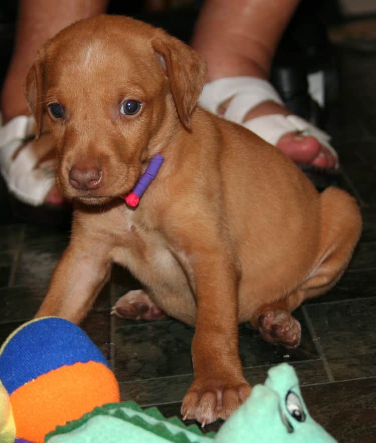 Fawn Female Puppy