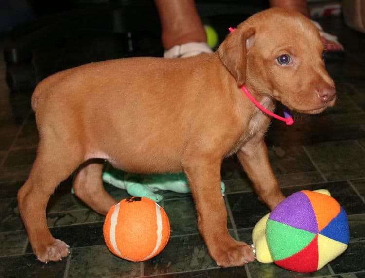 Fawn Female Puppy