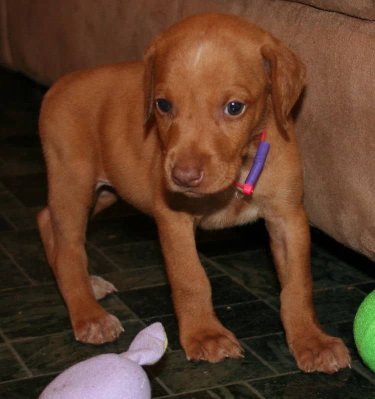 Fawn Female Puppy