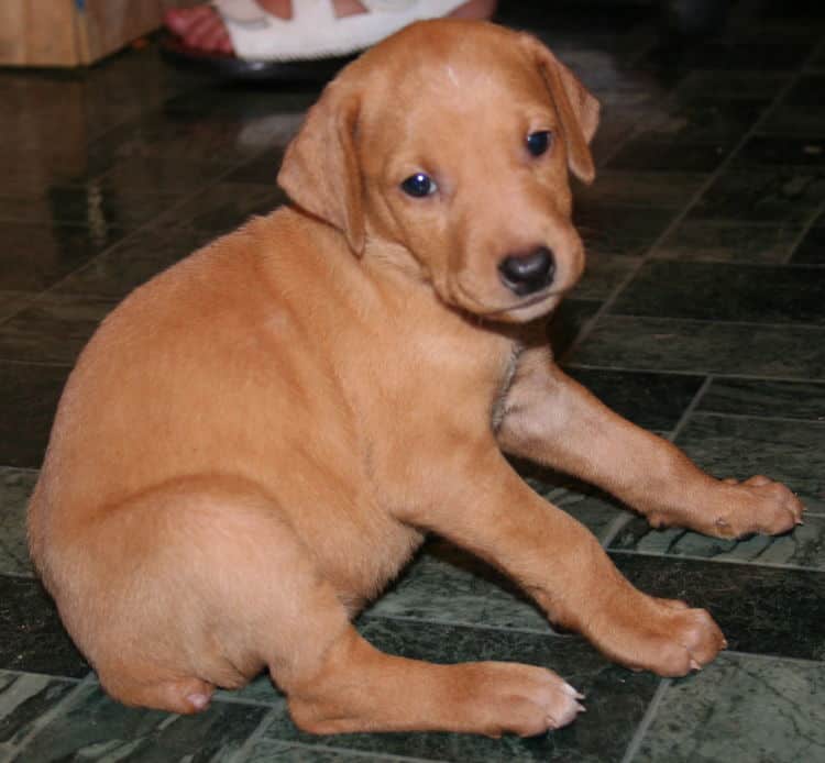 Fawn Female Puppy