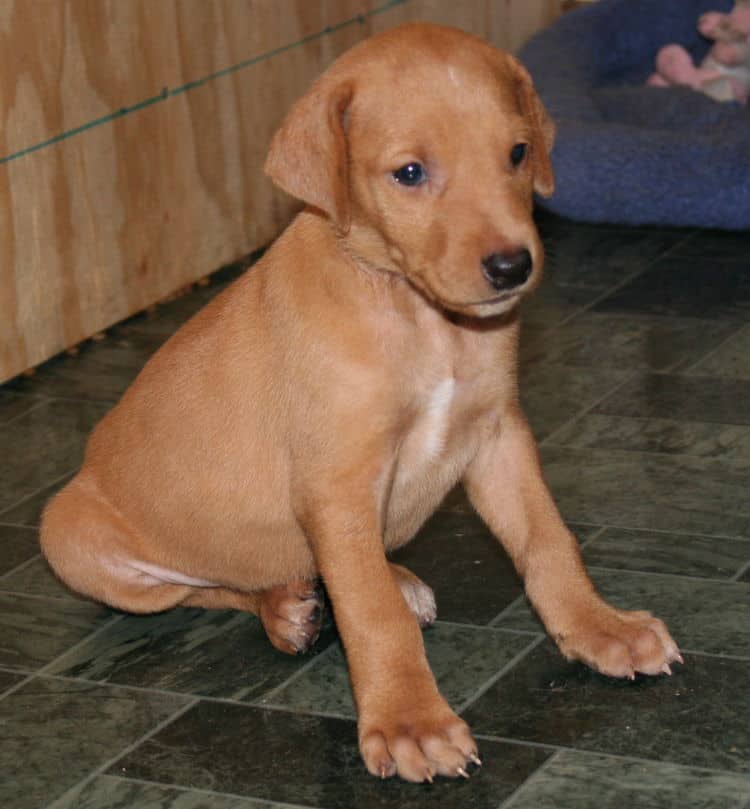 Fawn Female Puppy