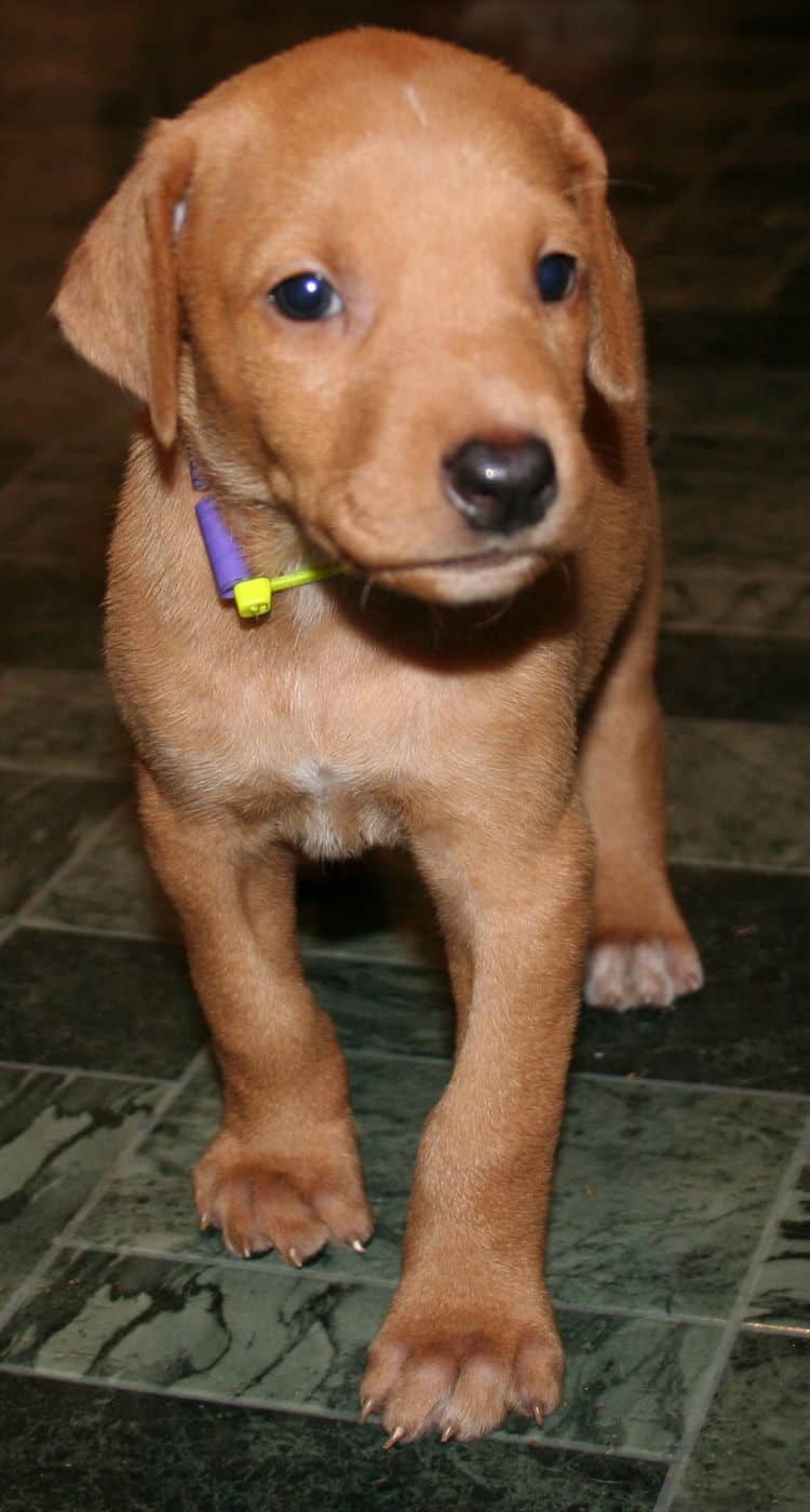 Fawn Female Puppy