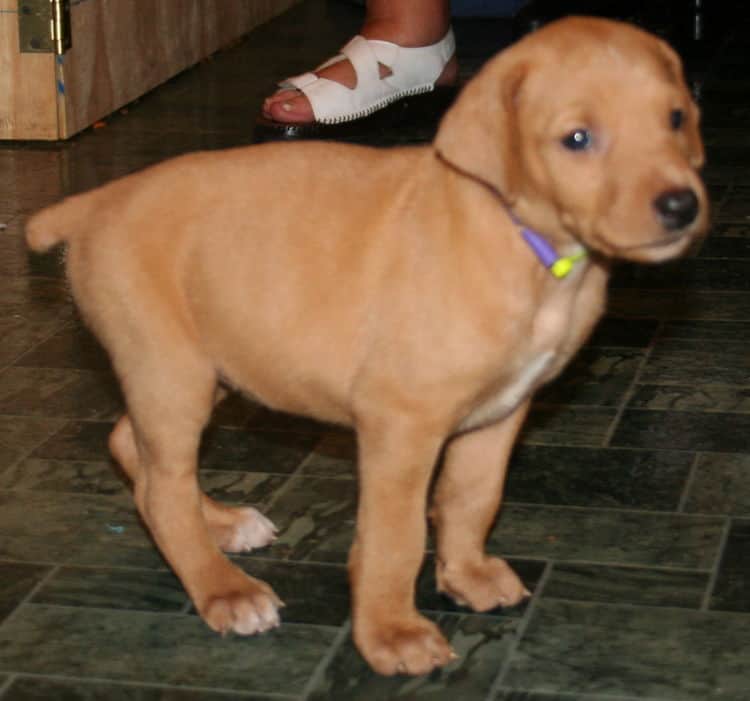 Fawn Female Puppy