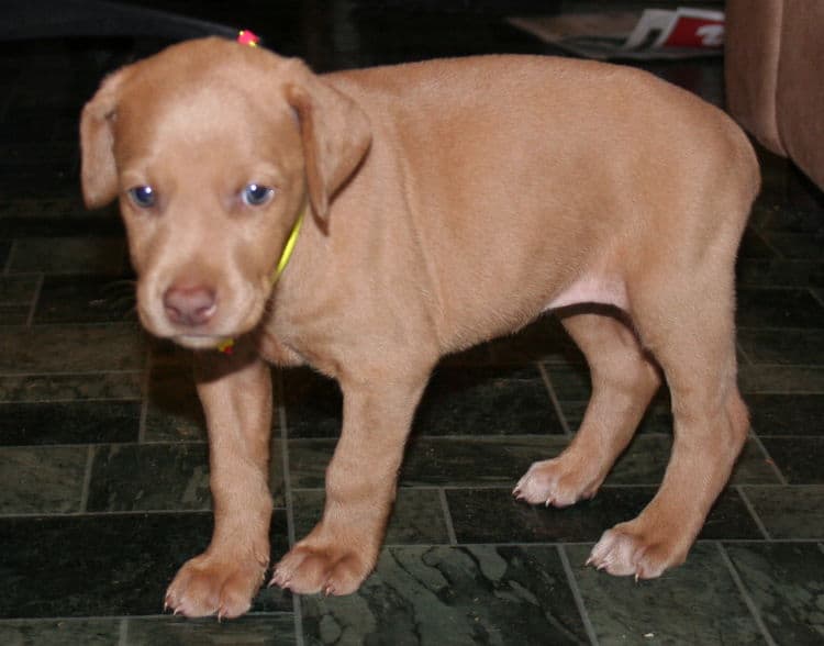 Fawn Female Puppy