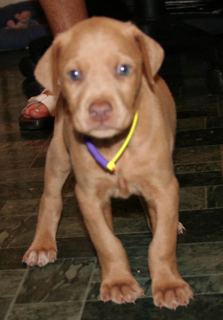 Fawn Female Puppy