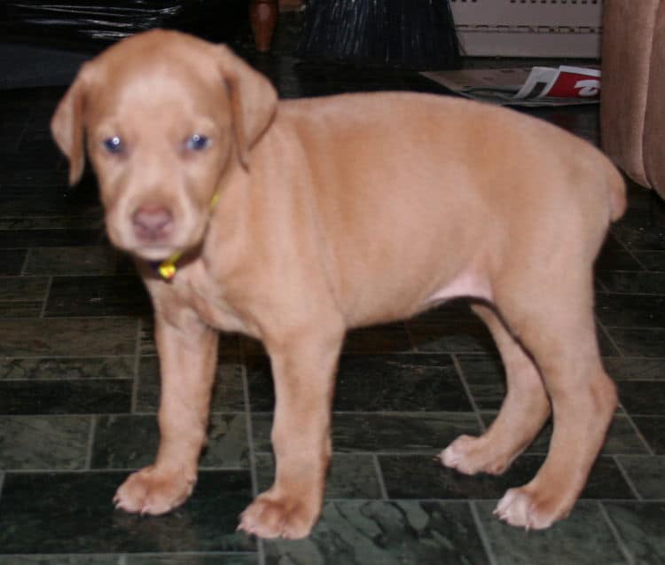 Fawn Female Puppy