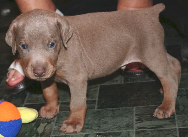 Fawn Male Puppy