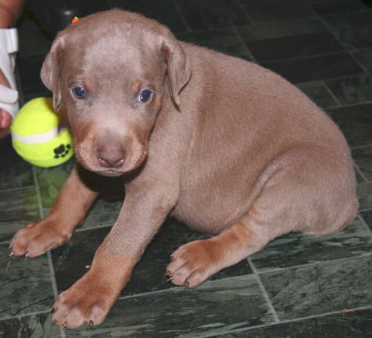 Fawn Male Puppy