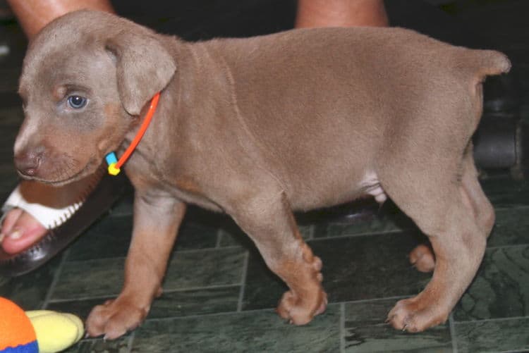 Fawn Male Puppy