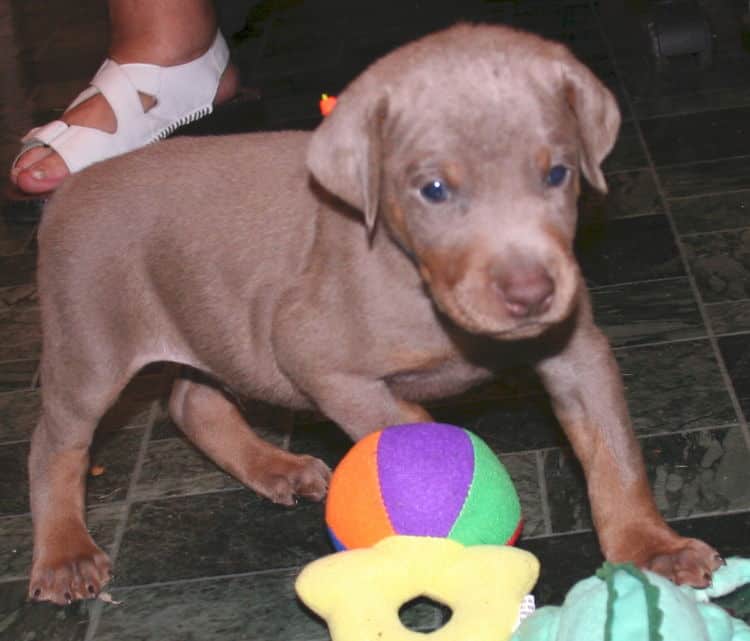 Fawn Male Puppy