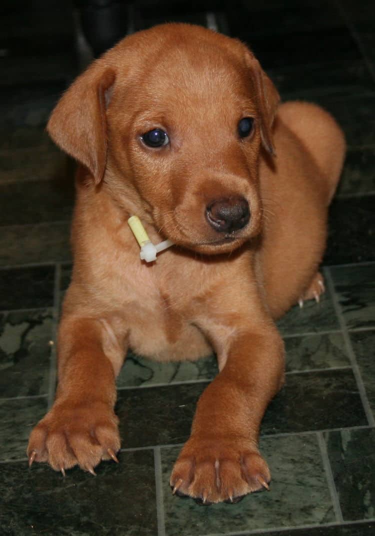 Fawn Male Puppy