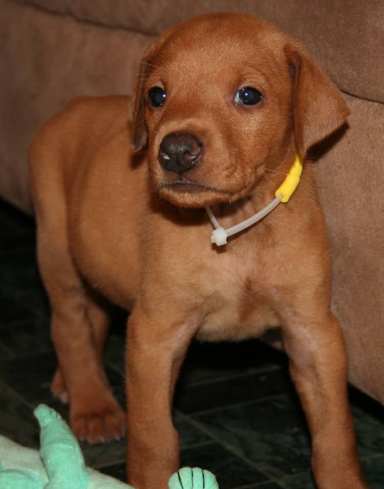 Fawn Male Puppy