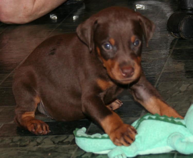 Red Male Doberman Puppy