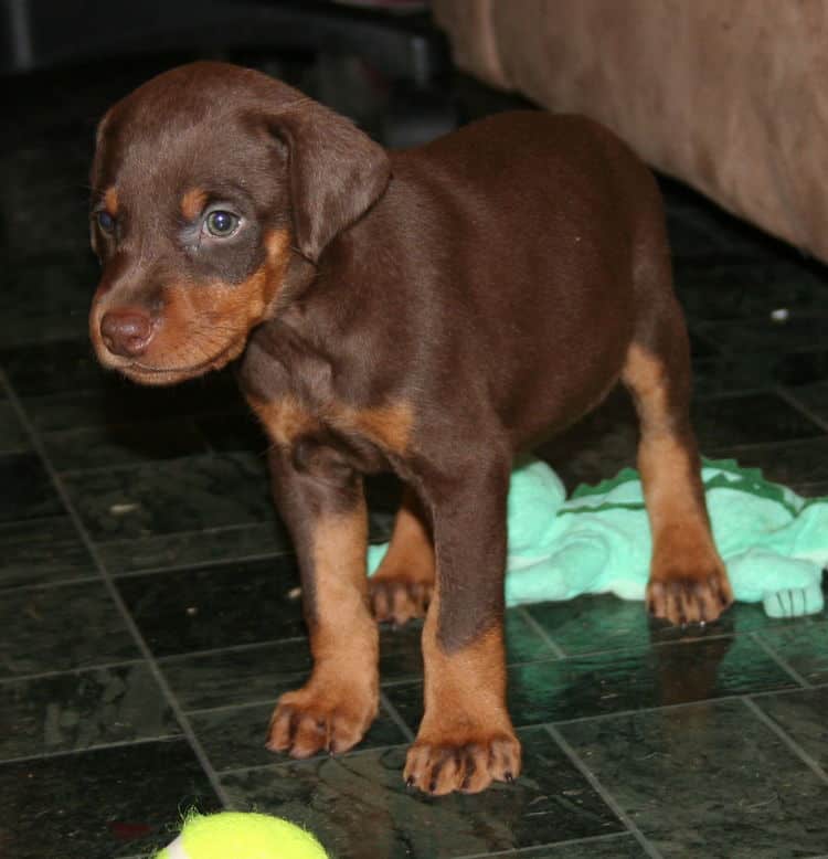 Red Male Doberman Puppy