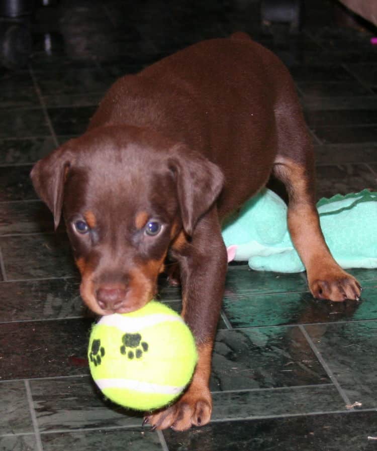 Red Male Doberman Puppy