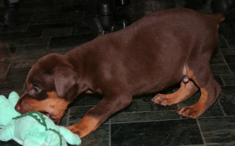 Red Male Doberman Puppy