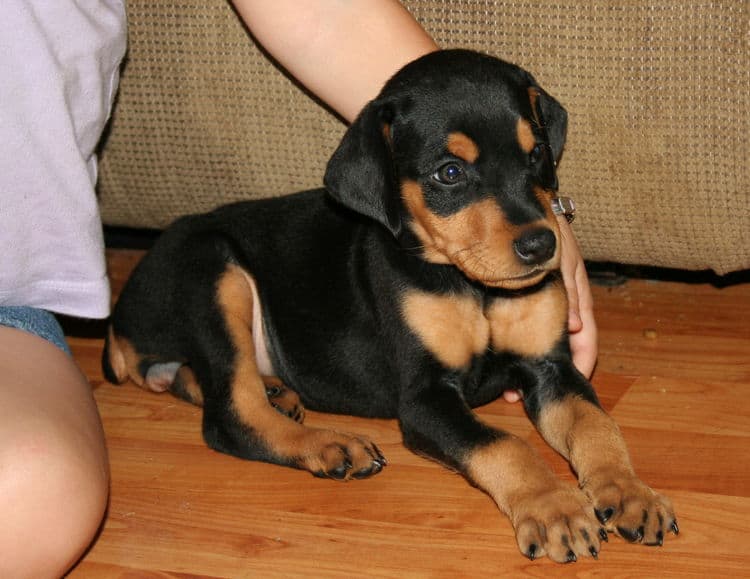 black rust female doberman puppy