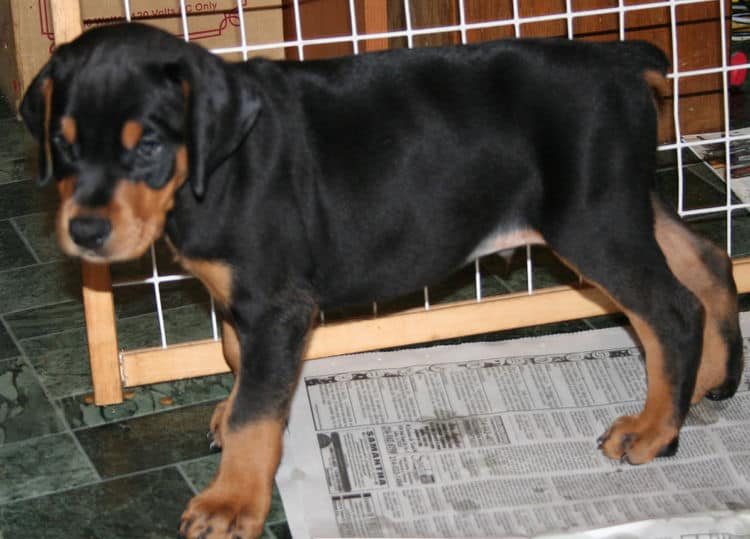 black rust male doberman pup