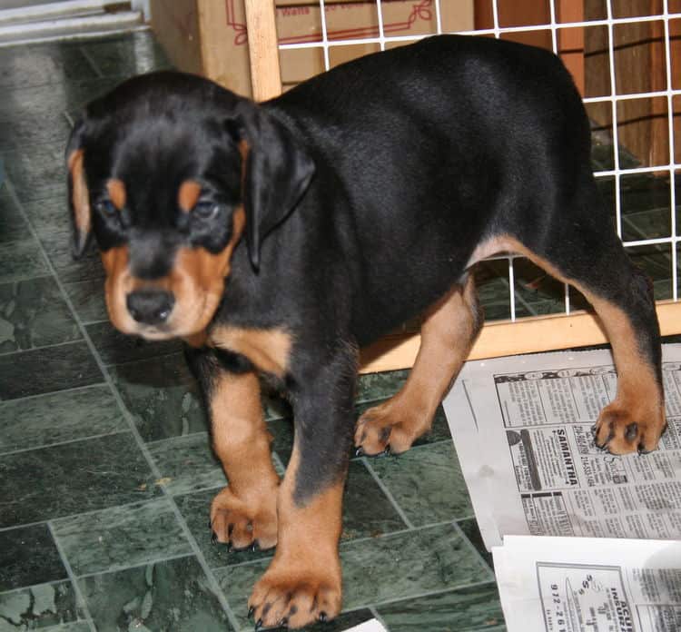 black rust male doberman pup