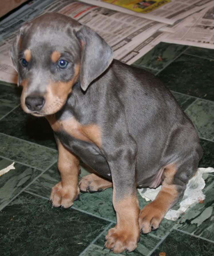 blue rust female doberman puppy