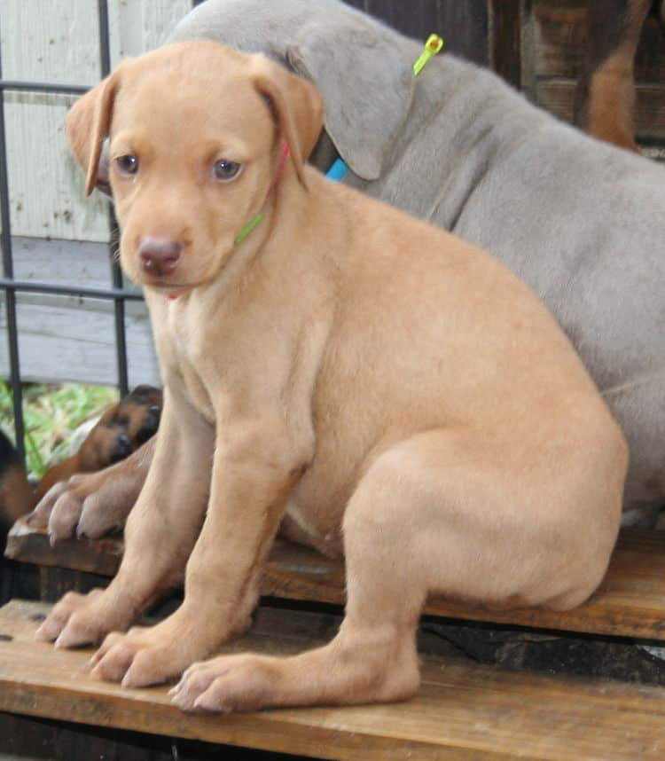 fawn/isabella female doberman puppy