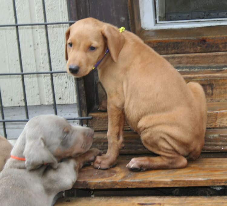 fawn/isabella female doberman puppy