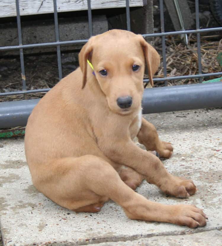 fawn/isabella female doberman puppy