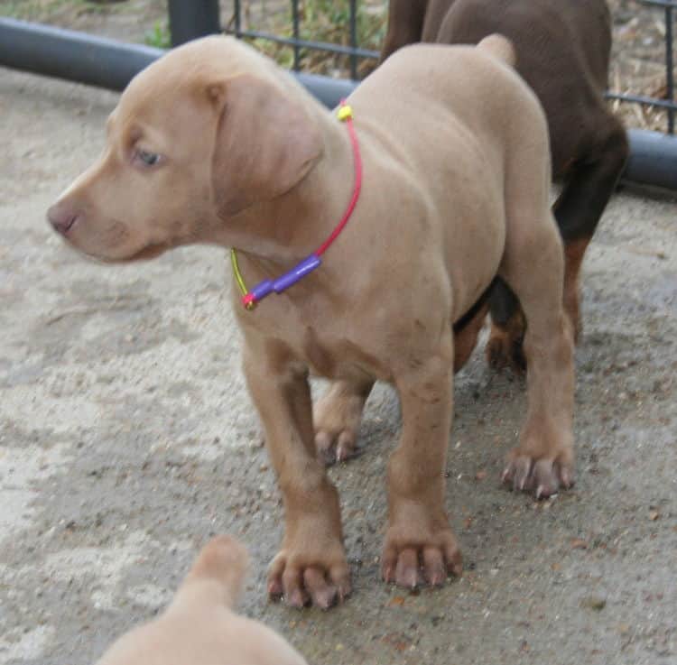 fawn/isabella female doberman puppy