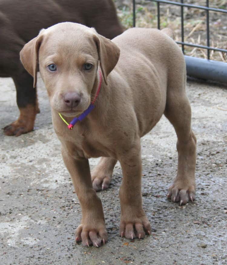 fawn/isabella female doberman puppy