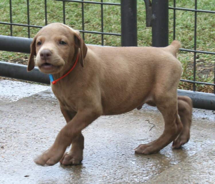 fawn/isabella male doberman puppy