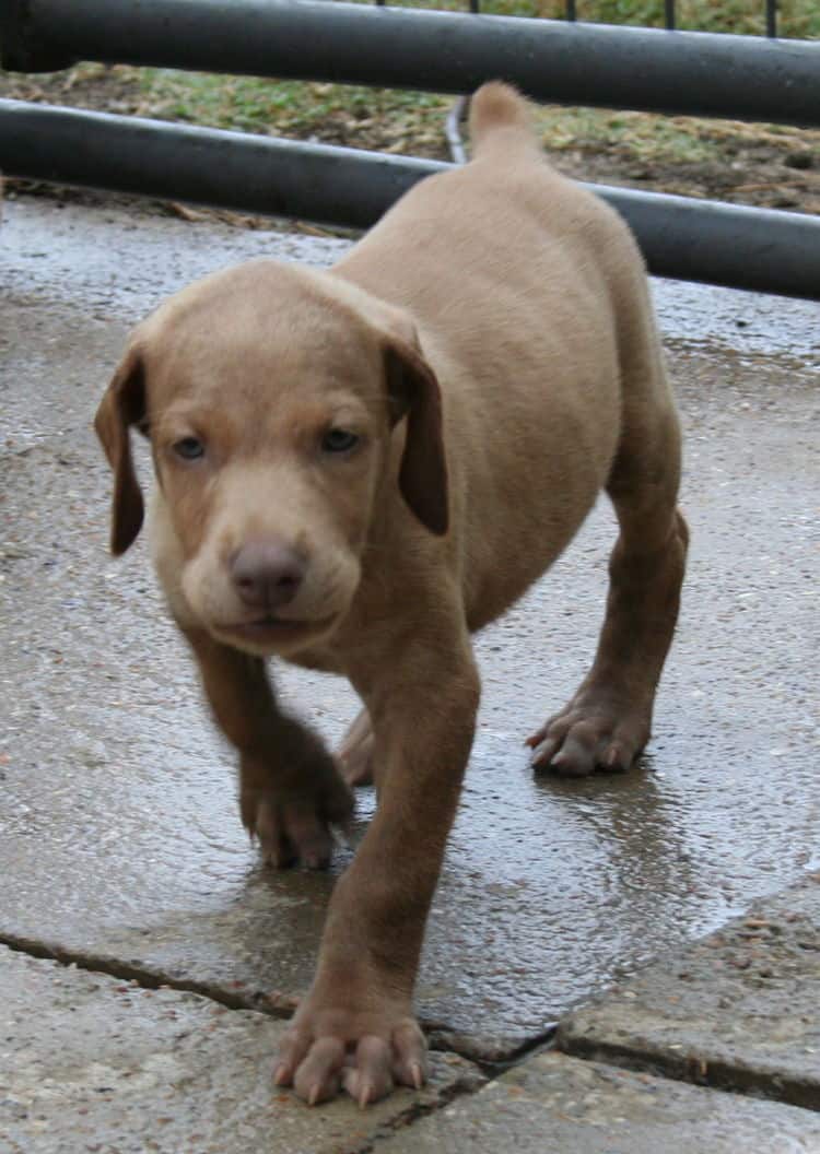 fawn/isabella male doberman puppy