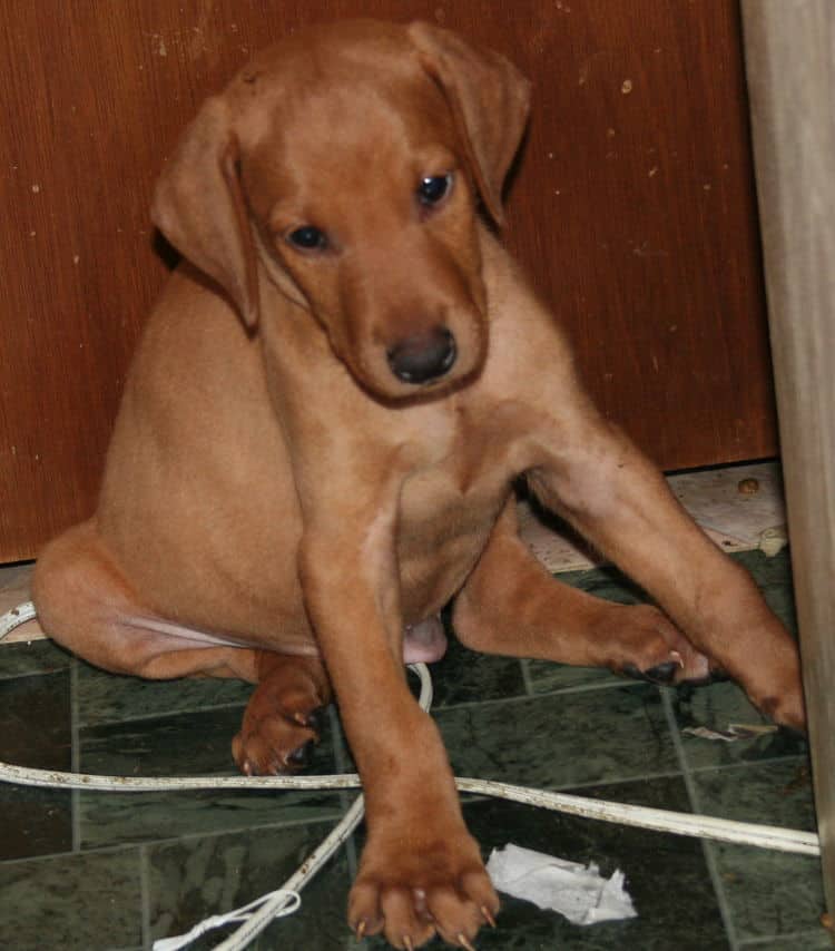 Fawn Male Puppy