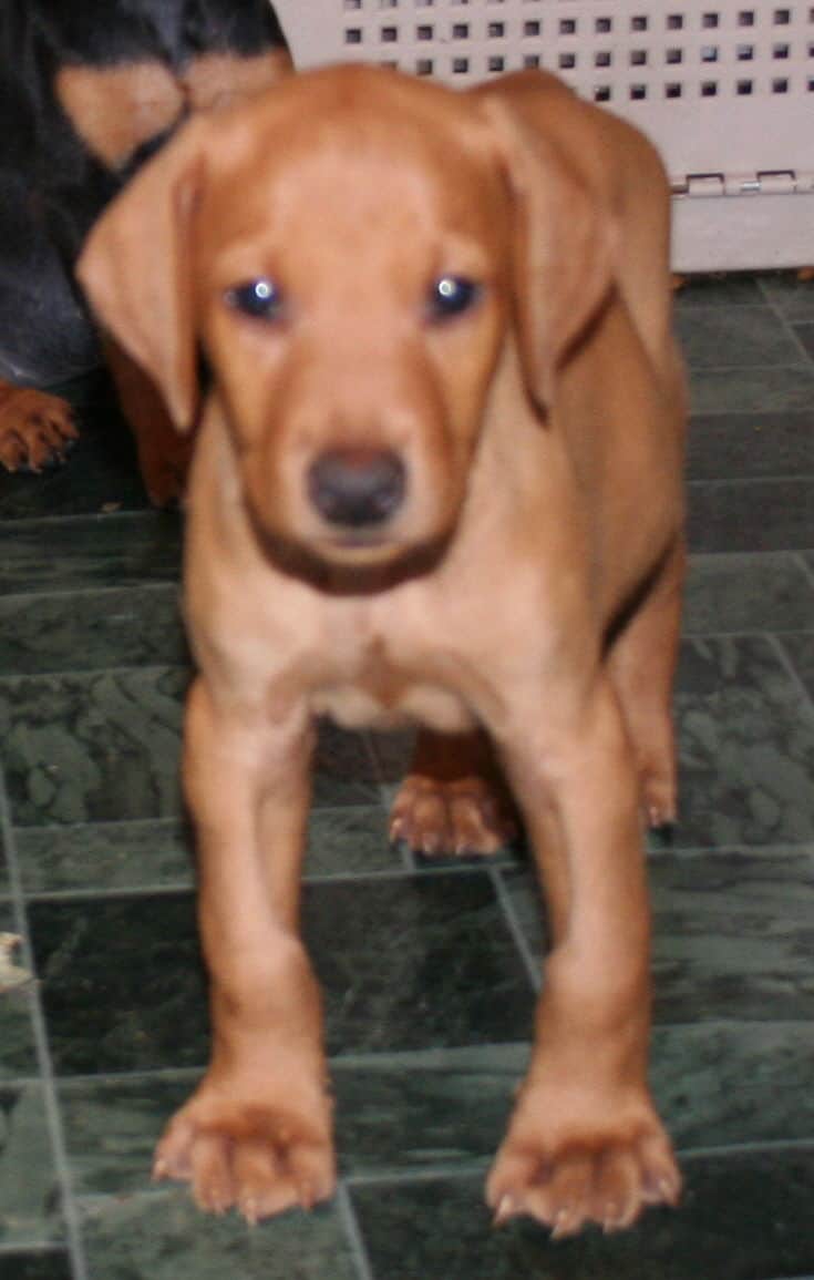 Fawn Male Puppy