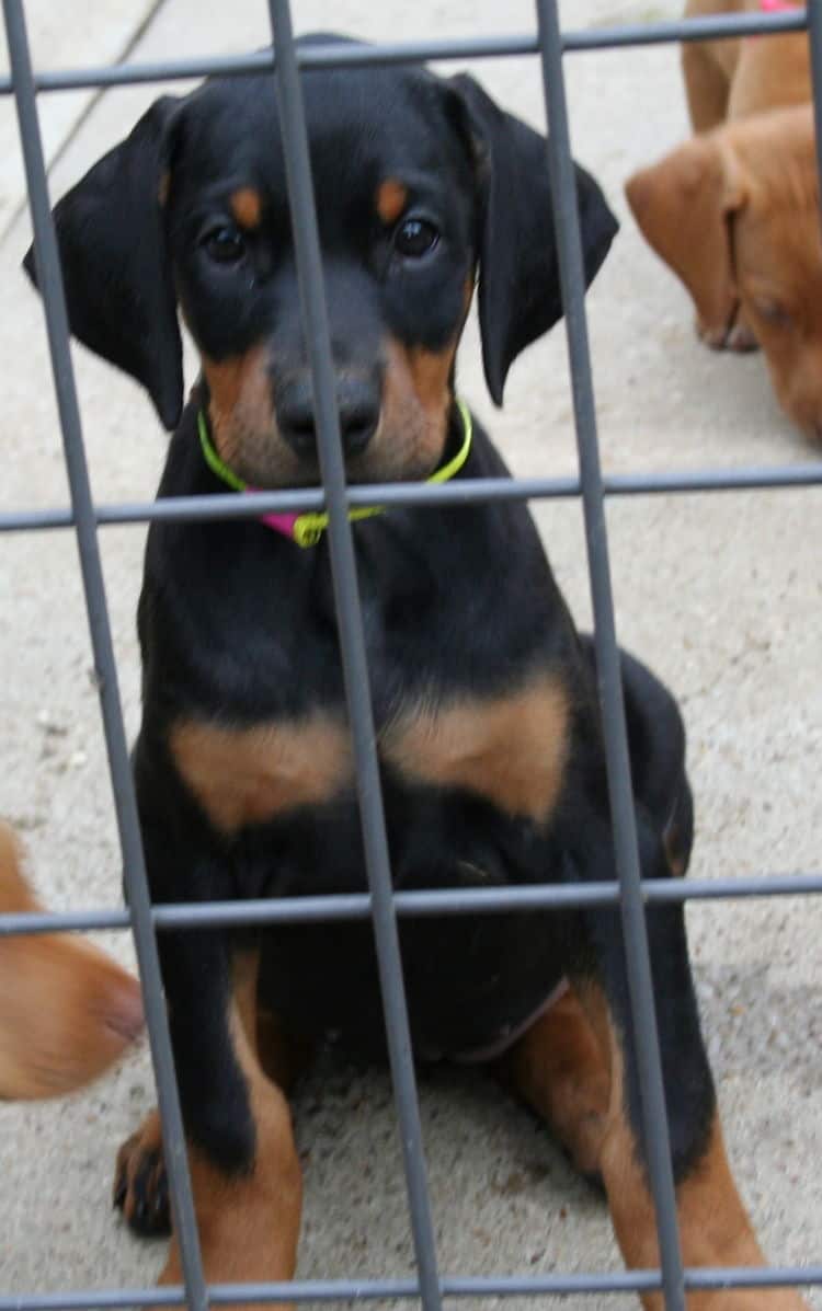 black rust female doberman puppy