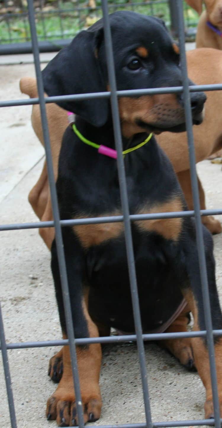 black rust female doberman puppy