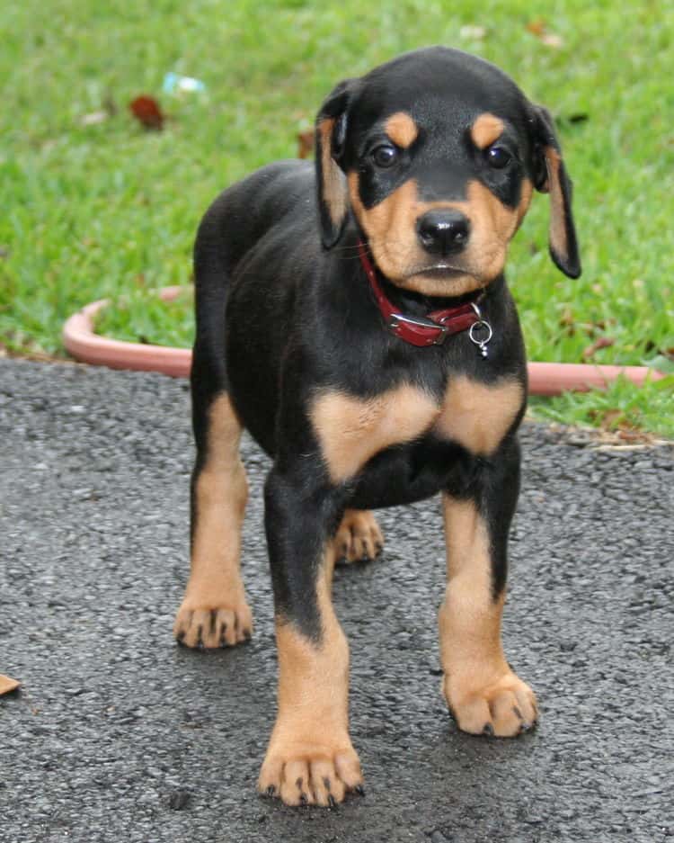 black rust female doberman puppy