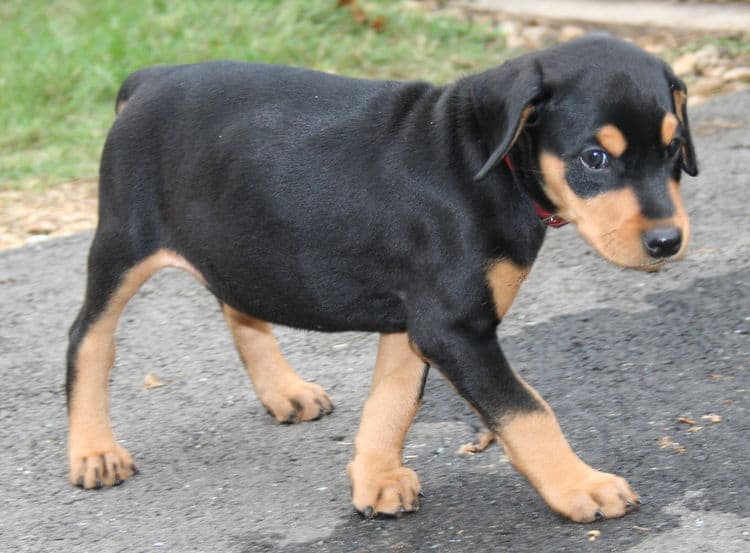 black rust female doberman puppy