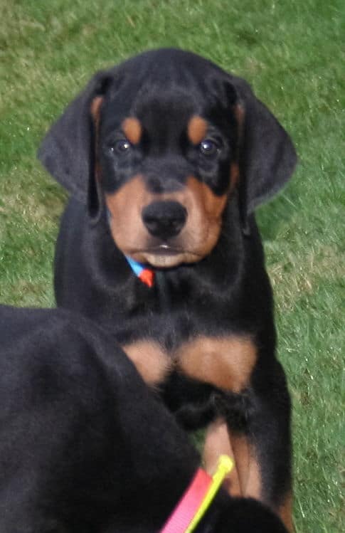 black rust male doberman pup