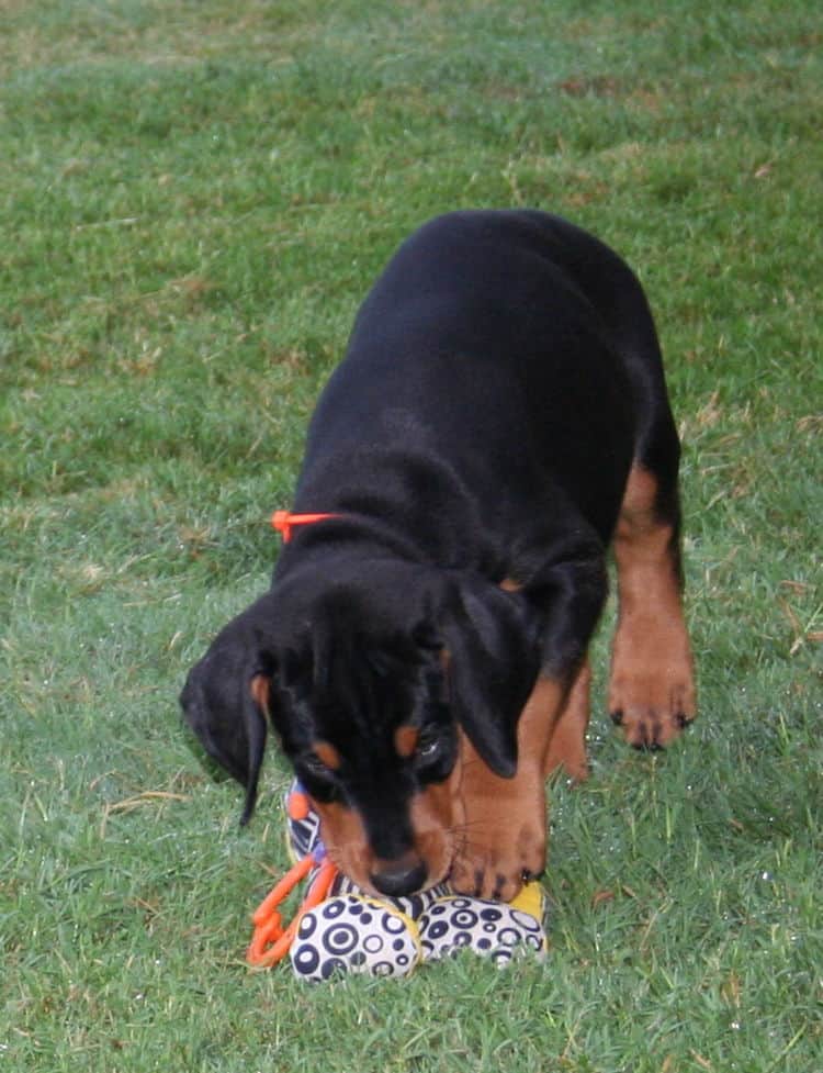 black rust male doberman puppy