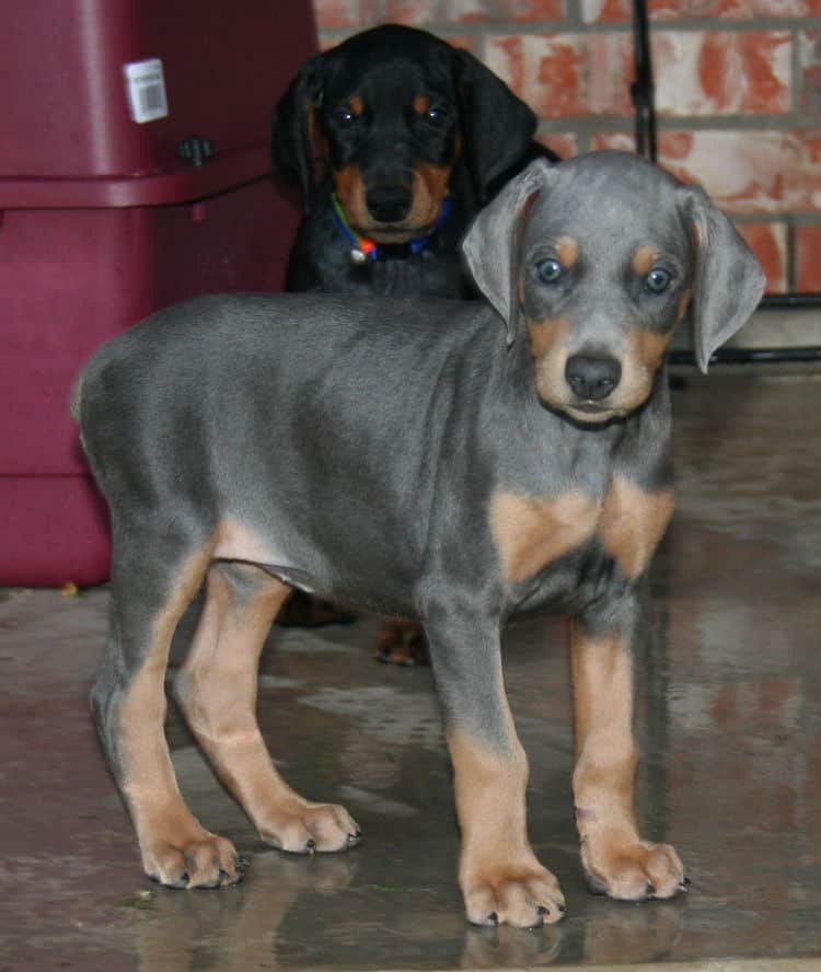 blue rust female doberman puppy