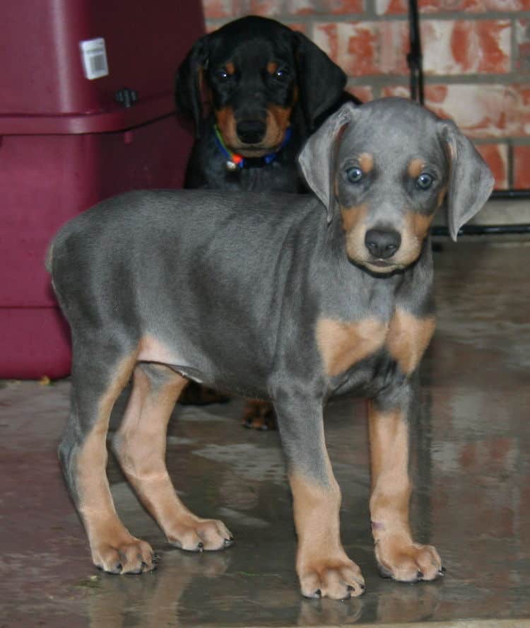 blue rust female doberman puppy