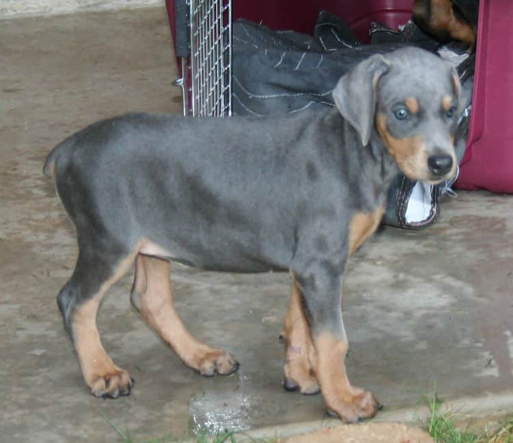 blue rust female doberman puppy