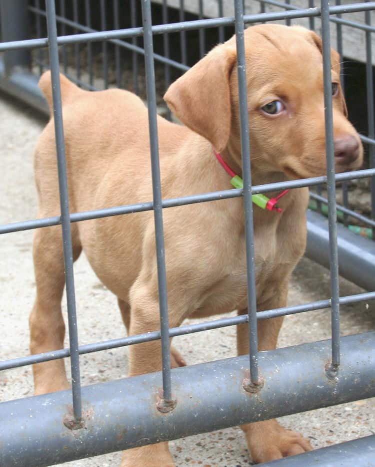 fawn/isabella female doberman puppy