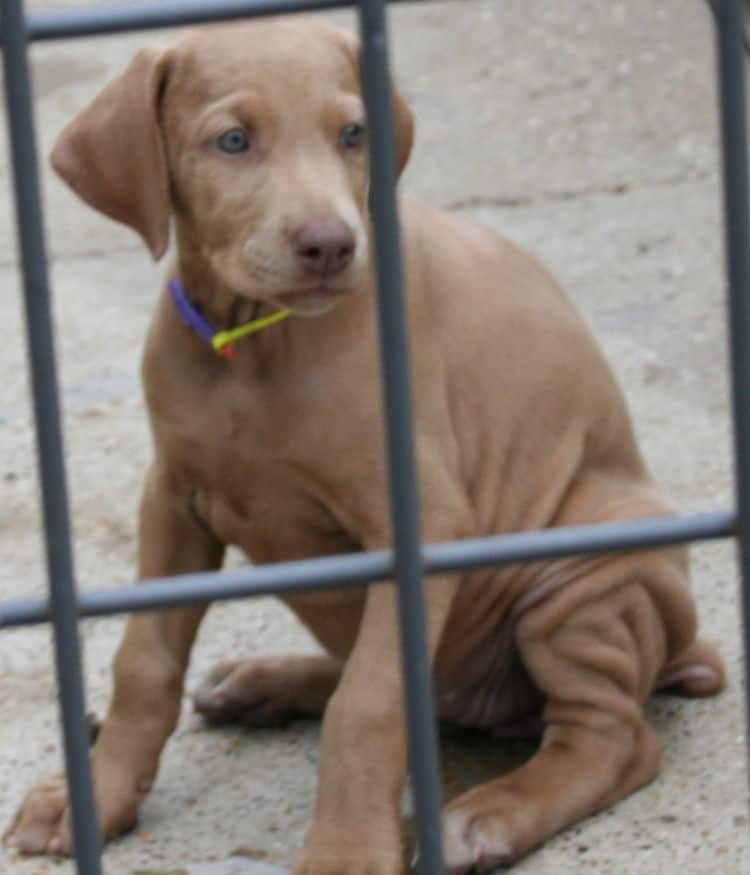 fawn/isabella female doberman puppy