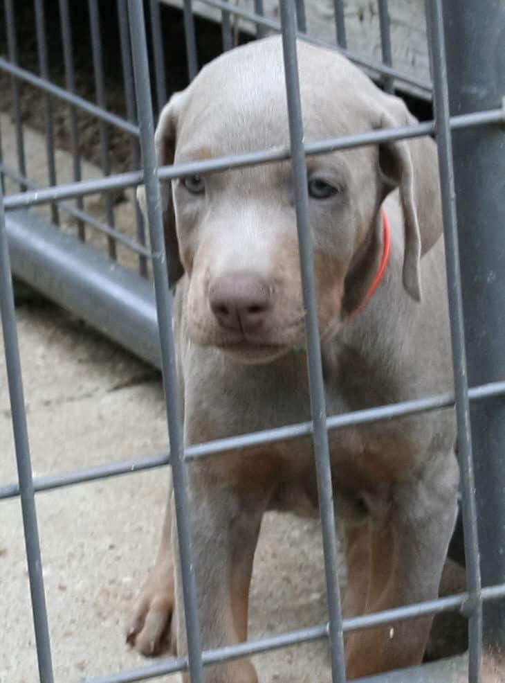 Fawn/rust Male Puppy