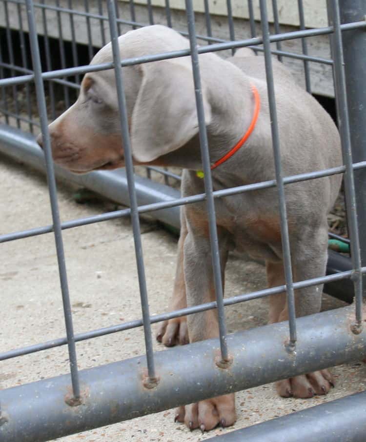 Fawn/rust Male Puppy