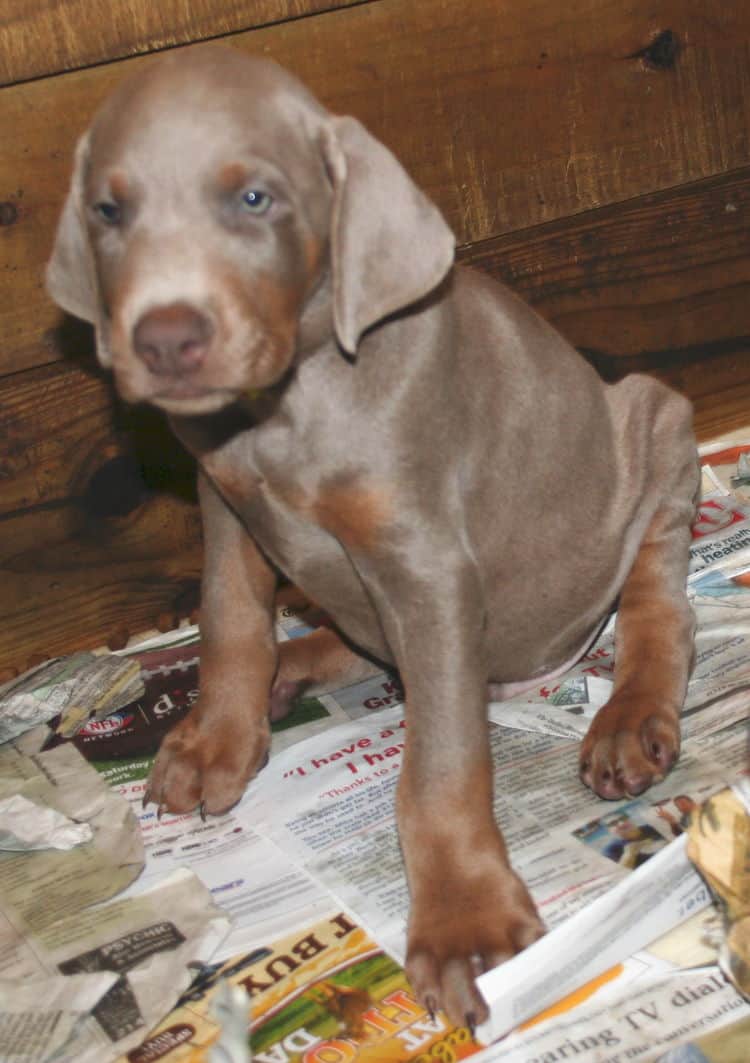 Fawn/rust Male Puppy