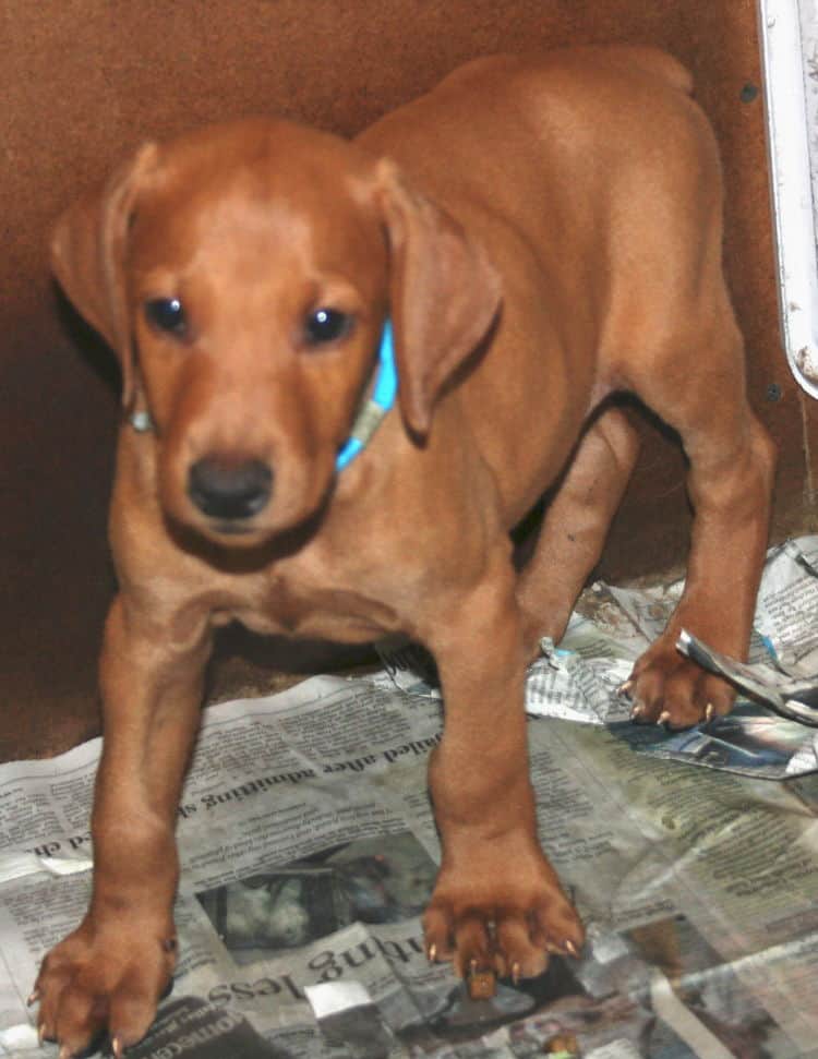 Fawn Male Puppy